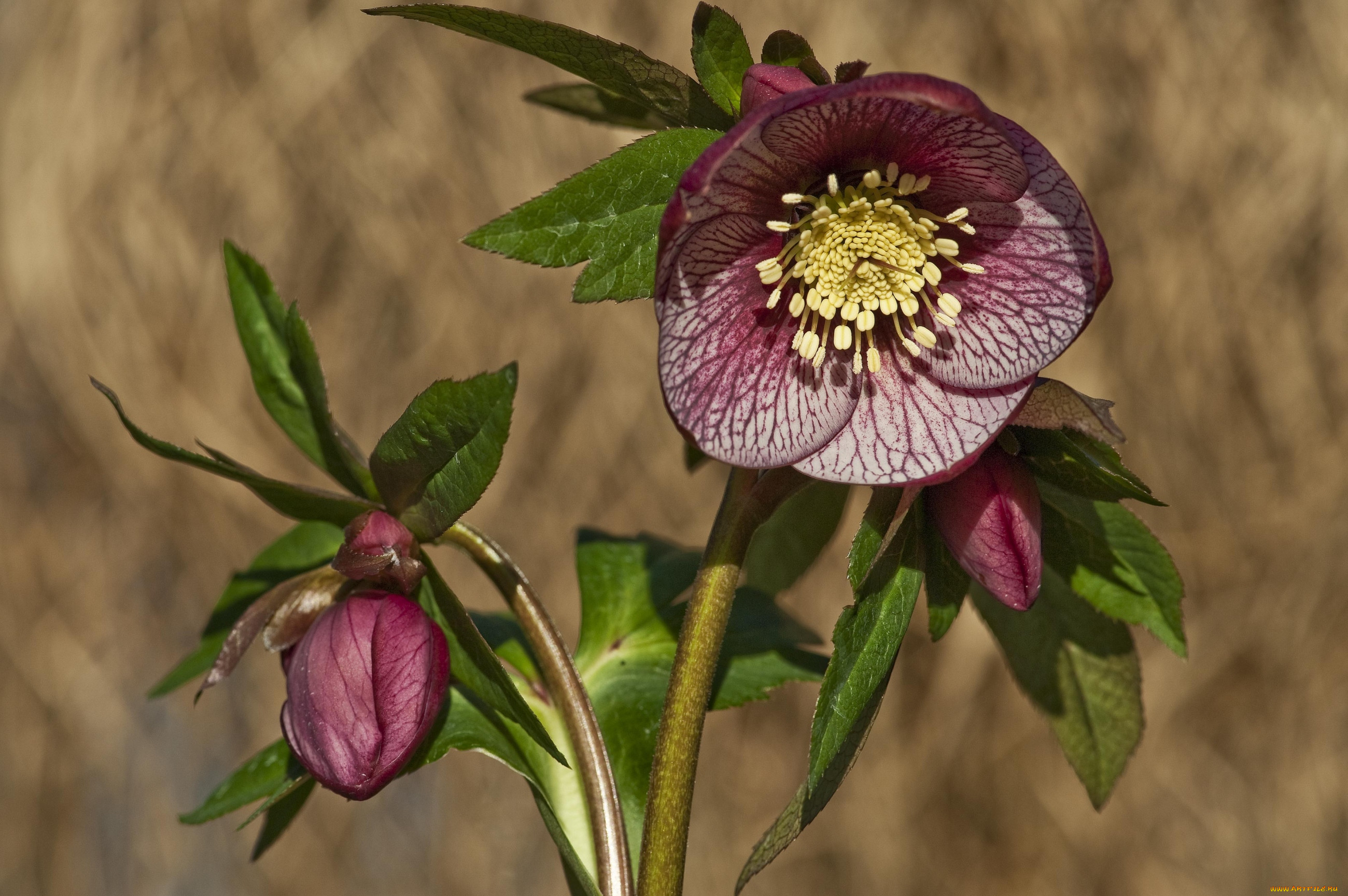 Зимовник цветок. Морозник геллеборус. Морозник (геллеборус, Helleborus). Морозник orientalis 'Bollene'. Анемон морозник.